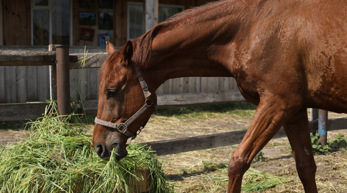 Feeding Older Horses: Nutritional Considerations